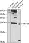 Methyltransferase Like 5 antibody, 23-815, ProSci, Western Blot image 