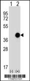 Cathepsin K antibody, 56-715, ProSci, Western Blot image 