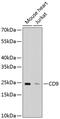 CD9 Molecule antibody, 13-804, ProSci, Western Blot image 
