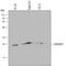 Brain Expressed X-Linked 3 antibody, MAB6858, R&D Systems, Western Blot image 