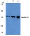 Ephrin B3 antibody, AP06105PU-N, Origene, Western Blot image 