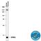 Pancreatic secretory trypsin inhibitor antibody, MAB7496, R&D Systems, Western Blot image 