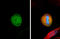 NDC80 Kinetochore Complex Component antibody, GTX70268, GeneTex, Immunofluorescence image 