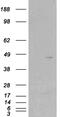 Src Kinase Associated Phosphoprotein 2 antibody, 46-341, ProSci, Western Blot image 