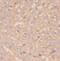TRNA Methyltransferase 11 Homolog antibody, FNab09005, FineTest, Immunohistochemistry frozen image 