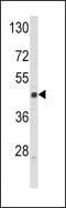 Selectin L antibody, PA5-35327, Invitrogen Antibodies, Western Blot image 