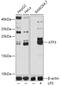 Activating Transcription Factor 3 antibody, 15-007, ProSci, Western Blot image 
