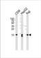 H2A Histone Family Member X antibody, TA325173, Origene, Western Blot image 