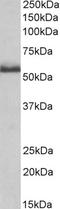 TNF Receptor Superfamily Member 1B antibody, EB11050, Everest Biotech, Western Blot image 