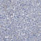 Striated Muscle Enriched Protein Kinase antibody, HPA018904, Atlas Antibodies, Immunohistochemistry frozen image 