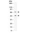CD33 Molecule antibody, R32381, NSJ Bioreagents, Western Blot image 