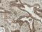 RPTOR Independent Companion Of MTOR Complex 2 antibody, LS-C774506, Lifespan Biosciences, Immunohistochemistry frozen image 
