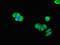 Thioredoxin-related transmembrane protein 2 antibody, LS-C396723, Lifespan Biosciences, Immunofluorescence image 