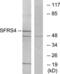Serine And Arginine Rich Splicing Factor 4 antibody, LS-C118995, Lifespan Biosciences, Western Blot image 