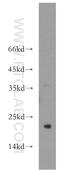 SPANX Family Member C antibody, 11957-1-AP, Proteintech Group, Western Blot image 