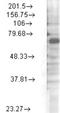 Potassium Voltage-Gated Channel Subfamily C Member 4 antibody, NBP1-47609, Novus Biologicals, Western Blot image 