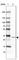 Coiled-Coil Serine Rich Protein 2 antibody, HPA037481, Atlas Antibodies, Western Blot image 