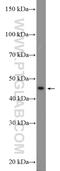 Vascular endothelial growth factor A antibody, 22341-1-AP, Proteintech Group, Western Blot image 