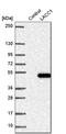 UPF0124 protein C13orf31 homolog antibody, HPA040150, Atlas Antibodies, Western Blot image 