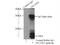 TSC22 Domain Family Member 1 antibody, 10214-1-Ig, Proteintech Group, Immunoprecipitation image 