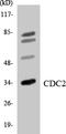 Cyclin Dependent Kinase 1 antibody, LS-C291785, Lifespan Biosciences, Western Blot image 