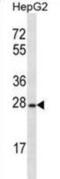 Olfactory Receptor Family 8 Subfamily B Member 12 antibody, abx028258, Abbexa, Western Blot image 