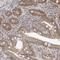 Outer Dense Fiber Of Sperm Tails 2 Like antibody, PA5-55766, Invitrogen Antibodies, Immunohistochemistry frozen image 