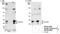 Geminin DNA Replication Inhibitor antibody, NB100-40827, Novus Biologicals, Western Blot image 