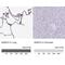 Macrophage Receptor With Collagenous Structure antibody, NBP2-39004, Novus Biologicals, Immunohistochemistry paraffin image 