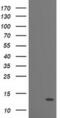 Phosphodiesterase 6G antibody, MA5-25732, Invitrogen Antibodies, Western Blot image 