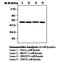 MAP kinase-interacting serine/threonine-protein kinase 1 antibody, NBP2-11526, Novus Biologicals, Western Blot image 