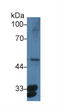 Prostaglandin E Synthase 2 antibody, LS-C314653, Lifespan Biosciences, Western Blot image 