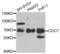 Cell Division Cycle 7 antibody, abx004388, Abbexa, Western Blot image 