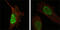 MDM4 Regulator Of P53 antibody, abx015925, Abbexa, Enzyme Linked Immunosorbent Assay image 
