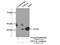 NSFL1 Cofactor antibody, 15620-1-AP, Proteintech Group, Immunoprecipitation image 