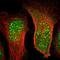 Elongin A antibody, NBP1-87040, Novus Biologicals, Immunocytochemistry image 