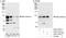 Adducin 2 antibody, A303-741A, Bethyl Labs, Western Blot image 