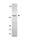 Plasminogen antibody, NBP2-29812, Novus Biologicals, Western Blot image 