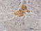 Vesicle Associated Membrane Protein 1 antibody, LS-C133460, Lifespan Biosciences, Immunohistochemistry frozen image 