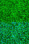 Granzyme A antibody, 22-069, ProSci, Immunofluorescence image 