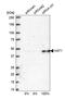 Histone acetyltransferase type B catalytic subunit antibody, HPA036788, Atlas Antibodies, Western Blot image 