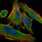 Delta Like Non-Canonical Notch Ligand 1 antibody, M00513, Boster Biological Technology, Immunofluorescence image 