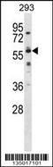 Negative Elongation Factor Complex Member B antibody, 57-973, ProSci, Western Blot image 