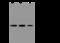 Galectin 3 antibody, GTX02037, GeneTex, Western Blot image 