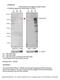 Component Of Oligomeric Golgi Complex 4 antibody, 26-984, ProSci, Western Blot image 