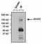 Nuclear Factor Of Activated T Cells 5 antibody, NB120-3446, Novus Biologicals, Immunoprecipitation image 