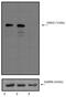 MDM2 Proto-Oncogene antibody, MA1-113, Invitrogen Antibodies, Western Blot image 