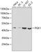 Phosphoglycerate Kinase 1 antibody, 15-337, ProSci, Western Blot image 