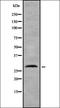 TNF Receptor Superfamily Member 4 antibody, orb336854, Biorbyt, Western Blot image 
