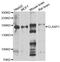 Cytoplasmic Linker Associated Protein 1 antibody, A04813, Boster Biological Technology, Western Blot image 